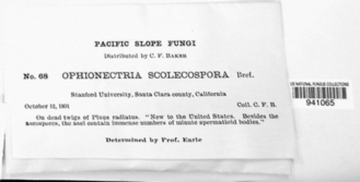 Ophionectria scolecospora image